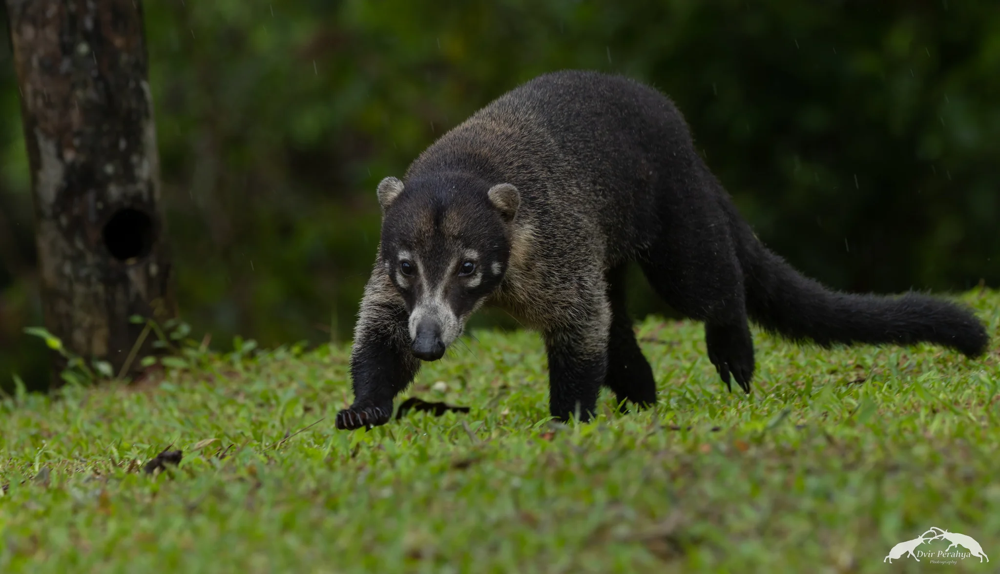 Costa Rica Wildlife